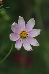 Obraz premium Close up of a beautiful flower in the garden at summer time