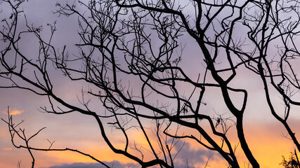 old trees with a beatiful sunset behind