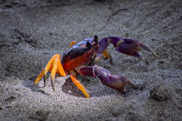 crab in a Costa Rican beach
