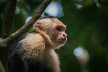 Monkey in the forest, Costa Rican wildlife
