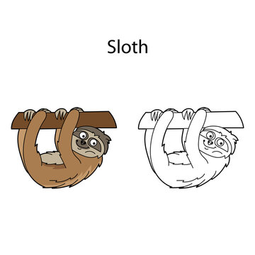 Funny cute animal sloth isolated on white background. Linear, contour, black and white and colored version. Illustration can be used for coloring book, design template and pictures for children