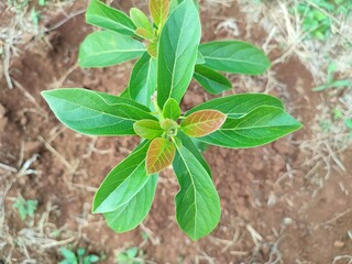 young avocado leaves dark green