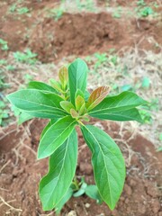 young avocado leaves dark green