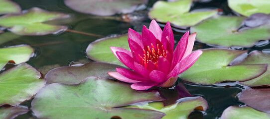 Seerose © C. Schüßler