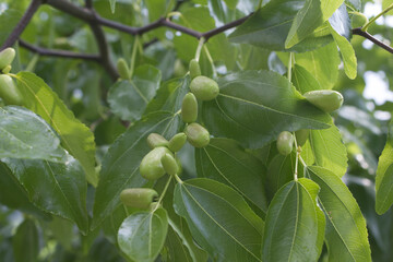 close up of Fruits of a jujube tree