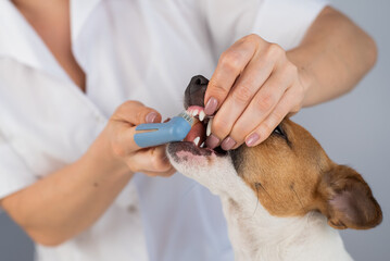 Woman veterinarian brushes the teeth of the dog jack russell terrier with a special brush putting...