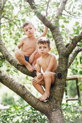 Two twins kids boys with dirty and scratched legs enjoying climbing on tree on summer day. - 452659108