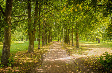 The road in the center of the summer park on a sunny day