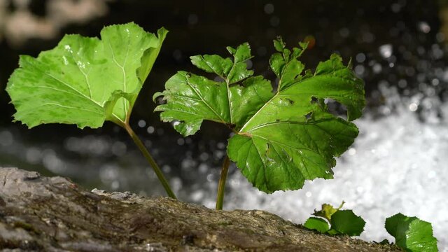 Common Butterbur (Petasites Hybridus) on stream waterfall - (4K)