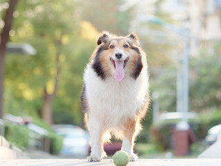 Adorable portrait of amazing healthy and happy old Shetland sheepdog with backlit in sunny day