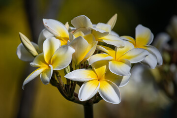 white yellow frangipani flower