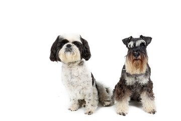group of dogs. Shih tzu and miniature schnauzer 