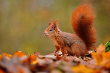 Naklejka na ściany i meble cute squirrel sitting in the forest on the ground with colorful leaves
