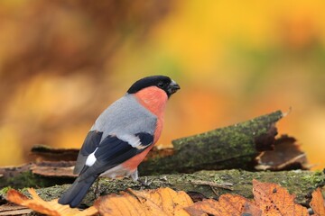 Beautiful bullfinch male sitting on the ground, with autumn background. 