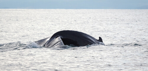 Humpback whale on Iceland
