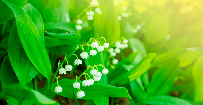 Lily of the valley, muguet flowers, green spring background