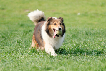 Running Shetland sheepdog with tennis ball in mouth on sunny green grass field, happy dog playing...