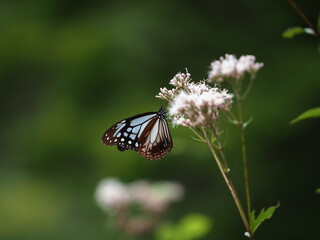 吸蜜するアサギマダラ
