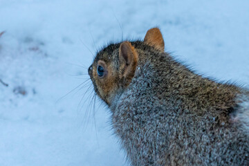 カナダ、ケベック州、モントリオールの観光名所を旅行する風景 Scenes from a trip to Montreal, Quebec, Canada 