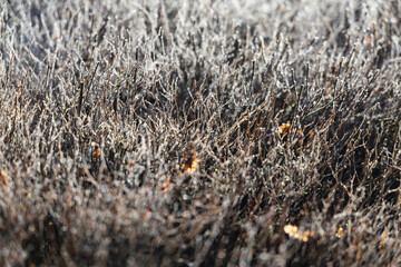 Morning shrub covered with hoarfrost with a beautiful bokeh in the background and foreground
