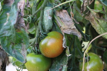 赤身の出たとまと