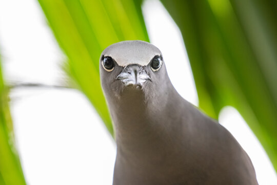 close up of a Noddi brun
Anous stolidus - Brown Noddy
