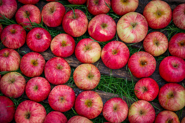Apples in an old wooden crate 