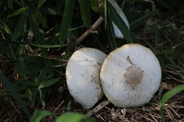 生垣の下に出た白いキノコ