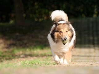 Running Shetland sheepdog with tennis ball in mouth on sunny green grass field, happy dog playing retrieve game.