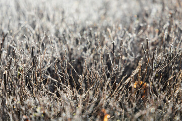 In the morning hoarfrost the twigs of a bush illuminated by the sun on a blurry background closeup