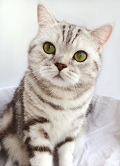 Fototapeta na wymiar scottish cat with straight ears, portrait of a Scottish straight-eared cat, the cat is resting,