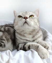 scottish cat with straight ears, portrait of a Scottish straight-eared cat, the cat is resting,