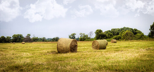 A field with mowed grass and rolls of hay on a sunny day. - obrazy, fototapety, plakaty