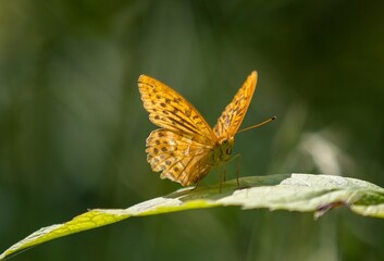an Issoria lathonia butterfly on a leaf