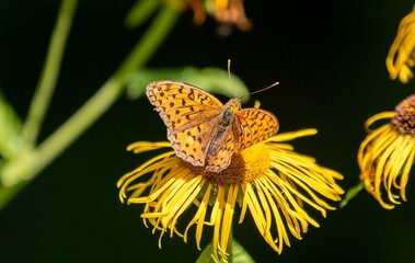an Issoria lathonia butterfly on a flower