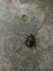 a brown and green beetle with small paws on gray concrete
