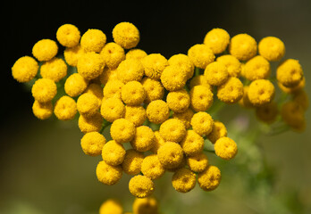 a close-up with a flower of Tanacetum vulgare
