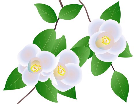 661 件の最適な 寒椿 画像 ストック写真 ベクター Adobe Stock