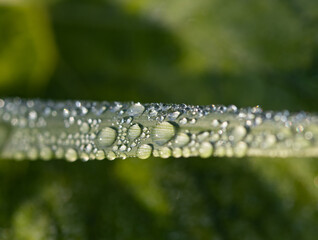 dew drops on the grass as background