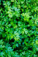 Parsley grows in the garden. It is grown outdoors in the garden area. Green background of parsley leaves, top view close-up, Parsley or garden parsley (Petroselinum crispum), edible, medicinal plant