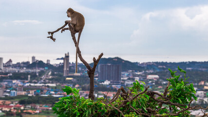 Close-up background view of wild animals (monkeys), high mountain dwellings, live in fast moving groups, some species are preserved in the zoo for people to visit.