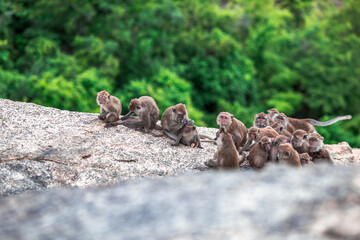 Close-up background view of wild animals (monkeys), high mountain dwellings, live in fast moving groups, some species are preserved in the zoo for people to visit.