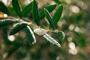 Nahaufnahme von Olivenzweigen 
