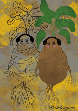 Illustration mandragore