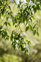 flores, naturaleza, campo, rural, verde, medio ambiente, planeta, tierra, campos, hojas, flores silvestres, fresco, aire, aventura, salvaje, margarita, flores de campo, respira, calentamiento global, 