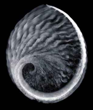 Abalone shell, X-ray