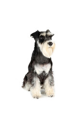 schnauzer miniature sitting isolated on white 