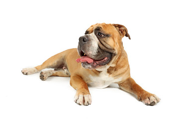 Obraz premium English continental bulldog isolated on white
