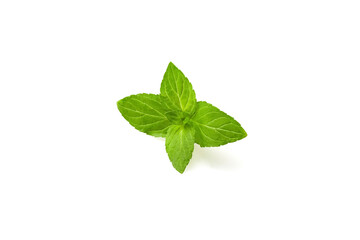 Obraz premium ミント