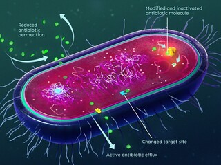 Mechanisms of antibiotic resistance of bacteria
